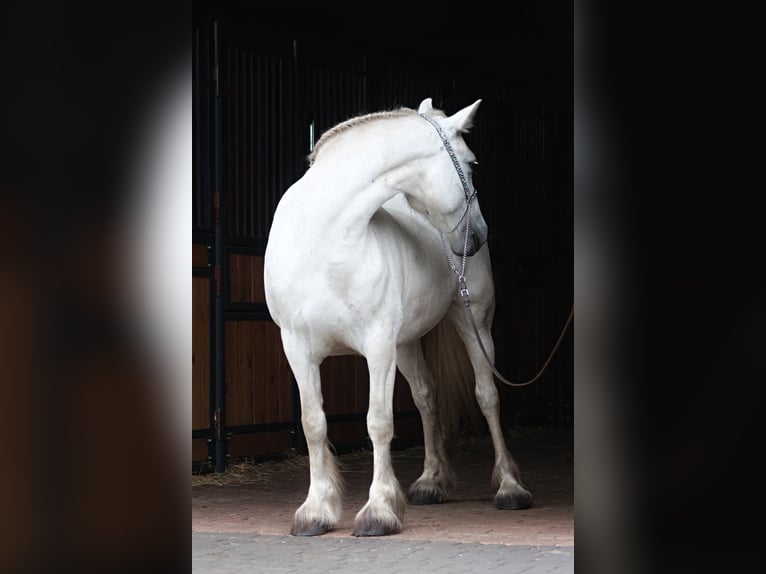 Fellpony Stute 9 Jahre 142 cm Schimmel in Santok