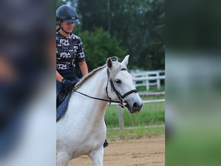 Fellpony Stute 9 Jahre 142 cm Schimmel in Santok