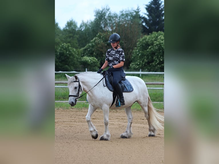 Fellpony Stute 9 Jahre 142 cm Schimmel in Santok