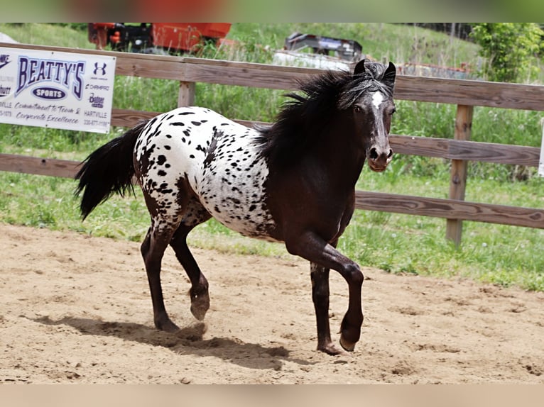 Fellpony Mix Stute  124 cm in Dundee, OH