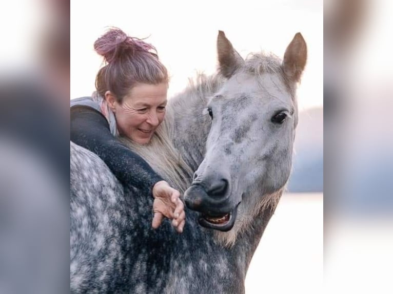 Fellpony Valack 10 år 134 cm Grå in St.walburg