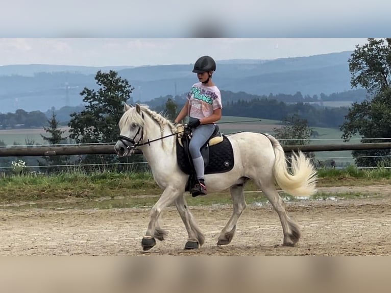 Fellpony Valack 17 år 139 cm Grå in Birken-Honigsessen