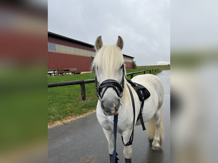 Fellpony Valack 17 år 139 cm Grå in Birken-Honigsessen