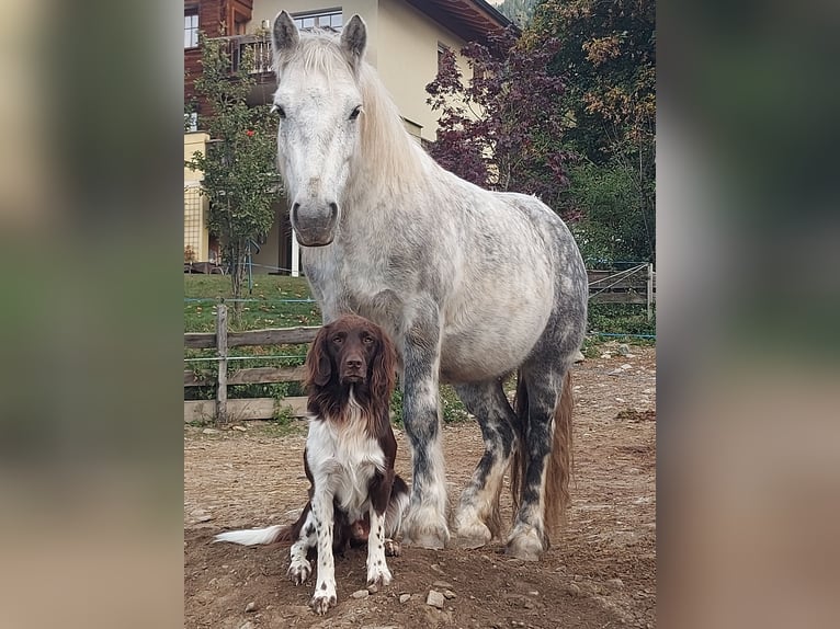 Fellpony Wallach 10 Jahre 134 cm Schimmel in St.walburg