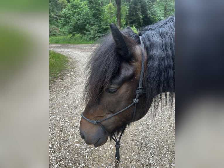 Fellpony Wallach 10 Jahre 142 cm Brauner in Staufen im Breisgau