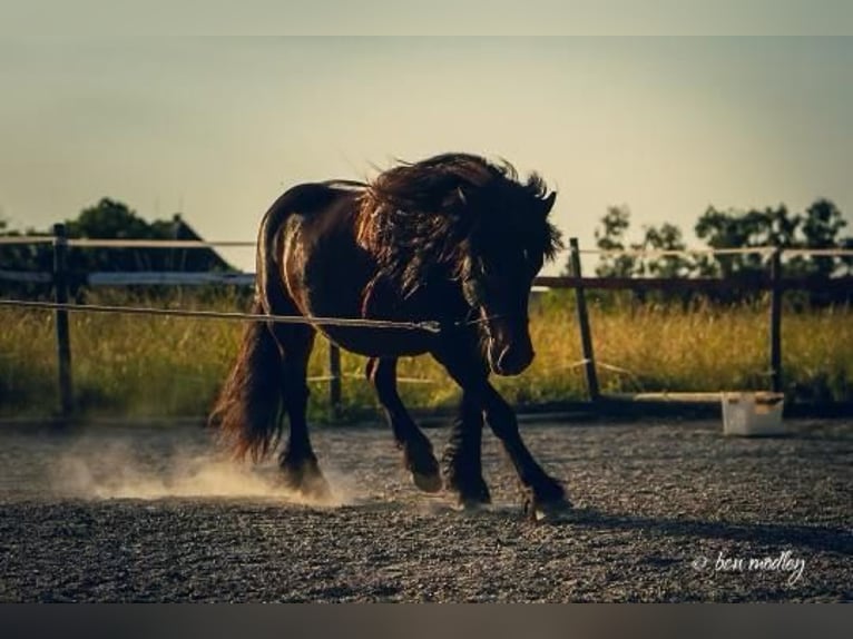 Fellpony Wallach 10 Jahre 142 cm Brauner in Staufen im Breisgau