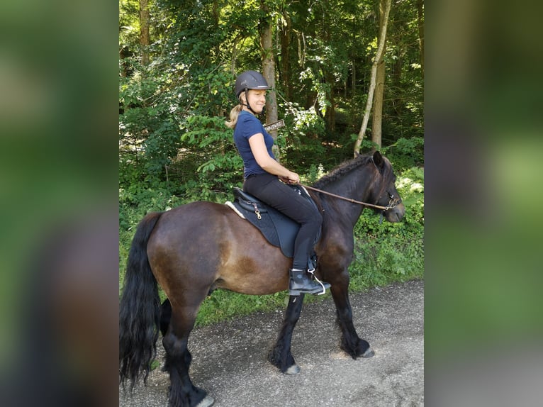 Fellpony Wallach 10 Jahre 142 cm Brauner in Staufen im Breisgau