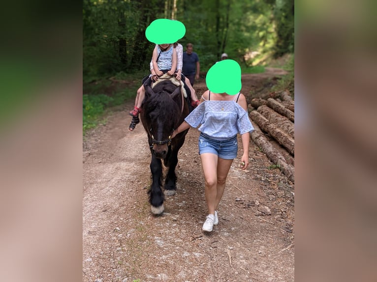 Fellpony Wallach 10 Jahre 142 cm Brauner in Staufen im Breisgau