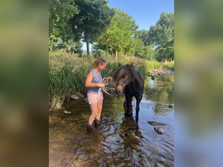 Fellpony Wallach 10 Jahre 142 cm Brauner in Staufen im Breisgau