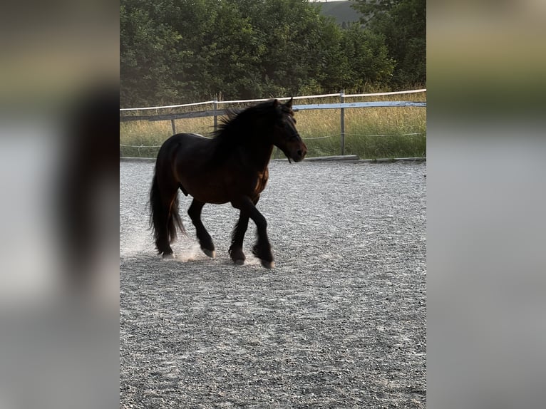Fellpony Wallach 10 Jahre 142 cm Brauner in Staufen im Breisgau