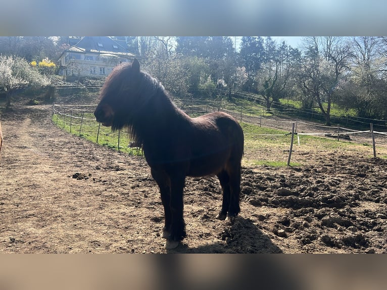 Fellpony Wallach 10 Jahre 142 cm Brauner in Staufen im Breisgau