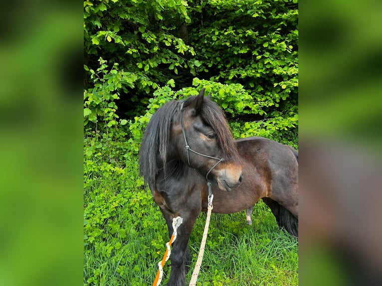 Fellpony Wallach 10 Jahre 142 cm Brauner in Staufen im Breisgau