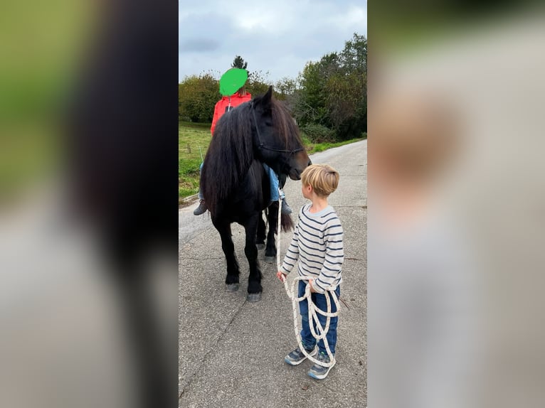 Fellpony Wallach 10 Jahre 142 cm Brauner in Staufen im Breisgau