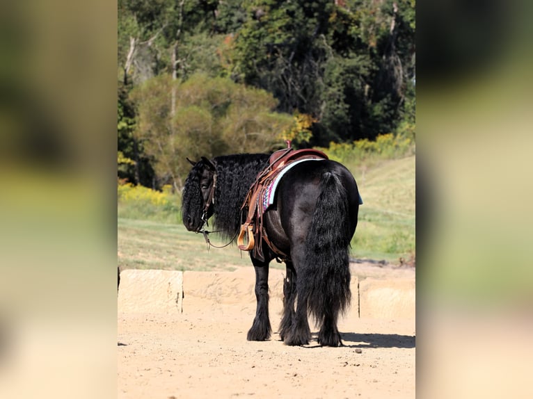 Fellpony Wallach 10 Jahre Rappe in Millersburg