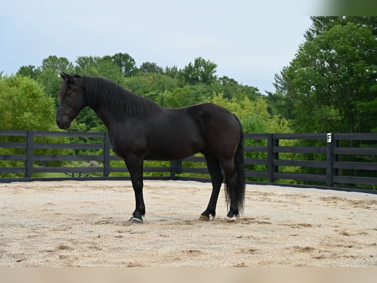 Fellpony Wallach 11 Jahre 142 cm Rappe in Batesville