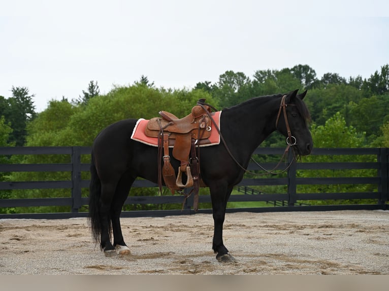 Fellpony Wallach 11 Jahre 142 cm Rappe in Batesville