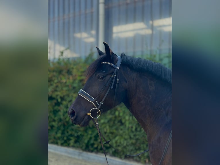 Fellpony Wallach 12 Jahre 148 cm Rappe in Alpen