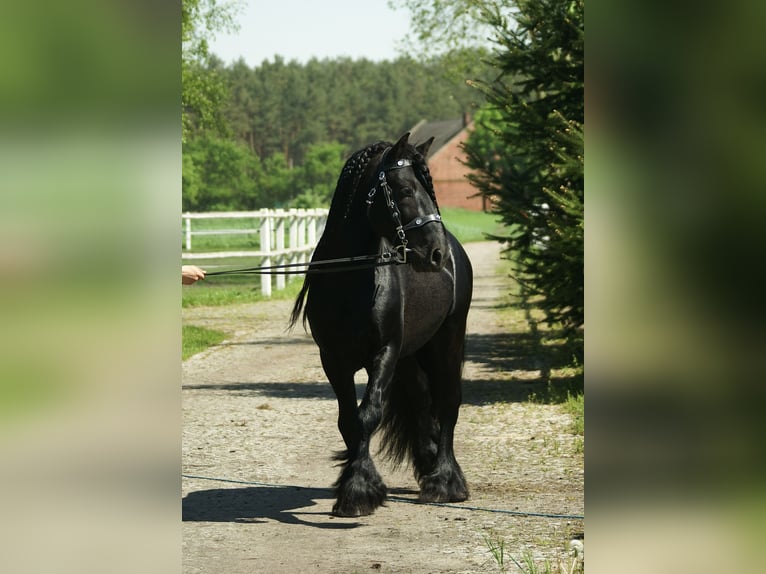 Fellpony Wallach 14 Jahre 142 cm Rappe in Santok