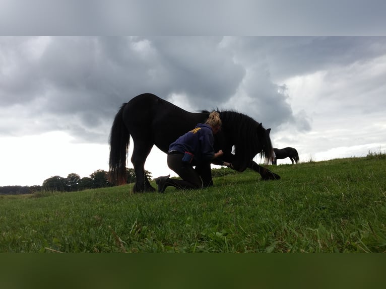 Fellpony Wallach 14 Jahre 147 cm Rappe in Eppenrod