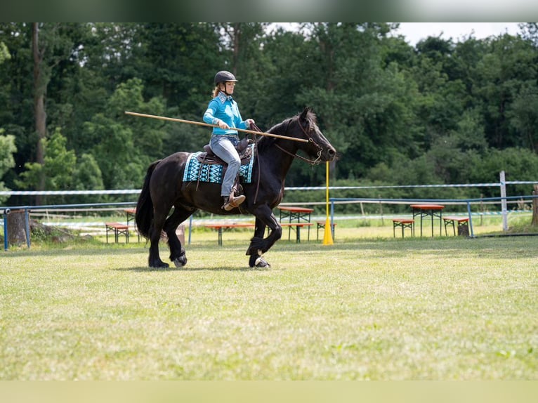 Fellpony Wallach 14 Jahre 150 cm  in Grunholz