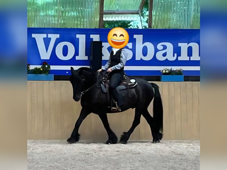 Fellpony Wallach 14 Jahre 150 cm  in Grunholz