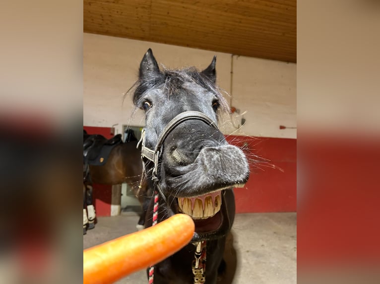 Fellpony Wallach 14 Jahre 150 cm  in Grunholz