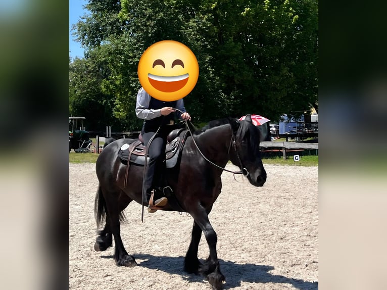 Fellpony Wallach 14 Jahre 150 cm  in Grunholz