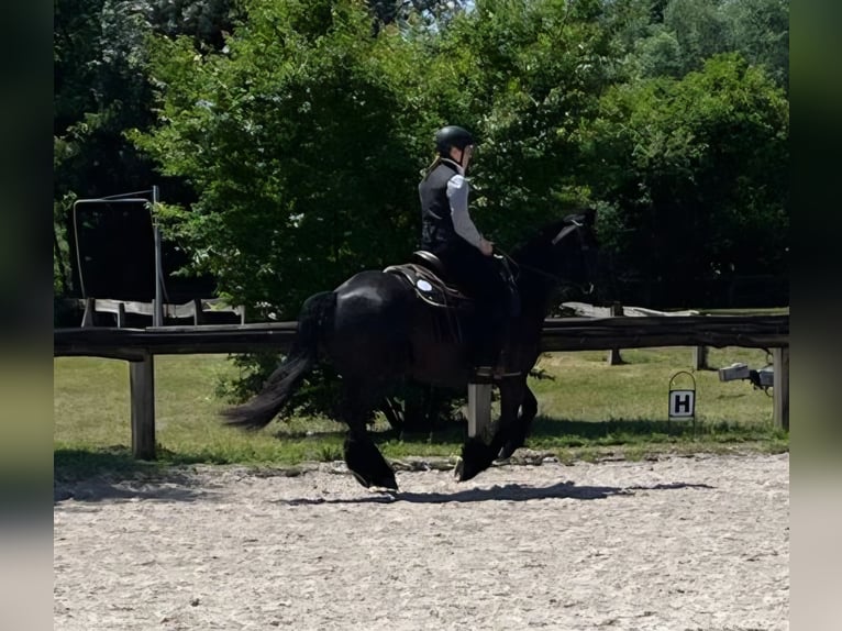 Fellpony Wallach 14 Jahre 150 cm  in Grunholz
