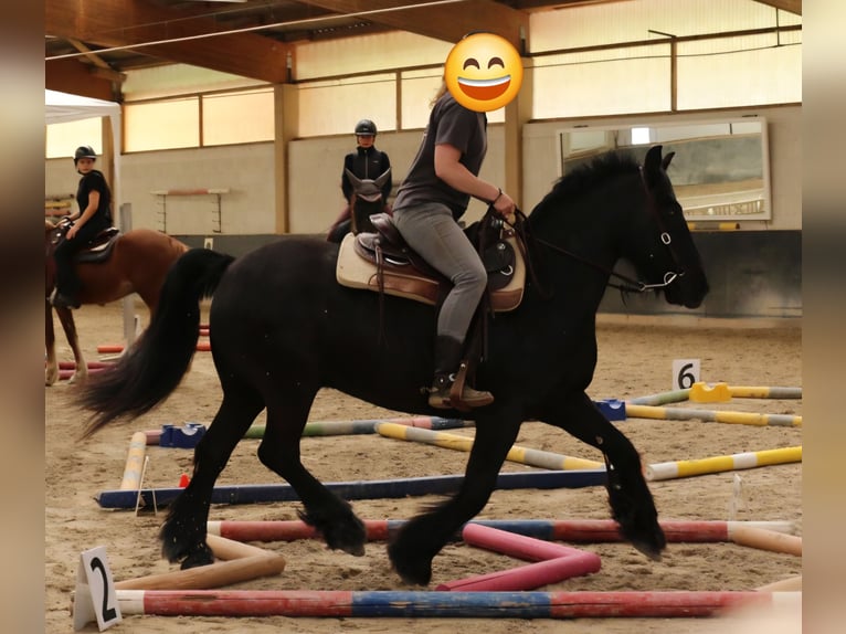 Fellpony Wallach 14 Jahre 150 cm  in Grunholz