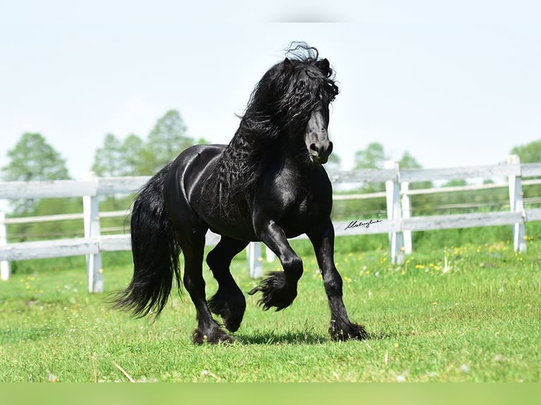 Fellpony Wallach 15 Jahre 142 cm Rappe in Santok