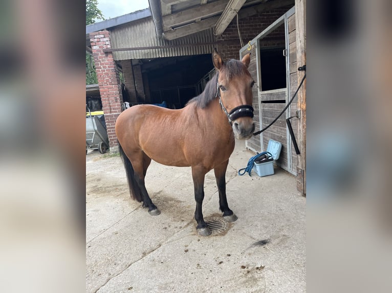 Fellpony Wallach 18 Jahre 144 cm Brauner in SprockhövelSprockhövel