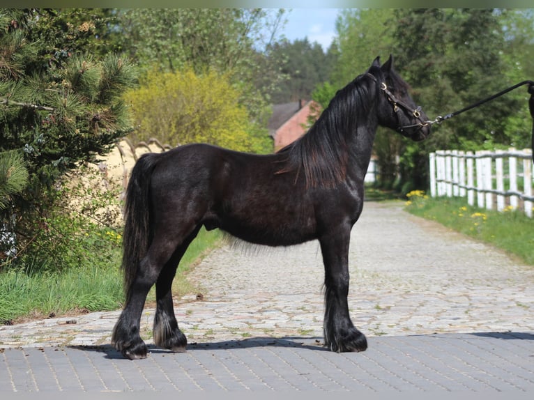 Fellpony Wallach 1 Jahr 137 cm Rappe in Santok