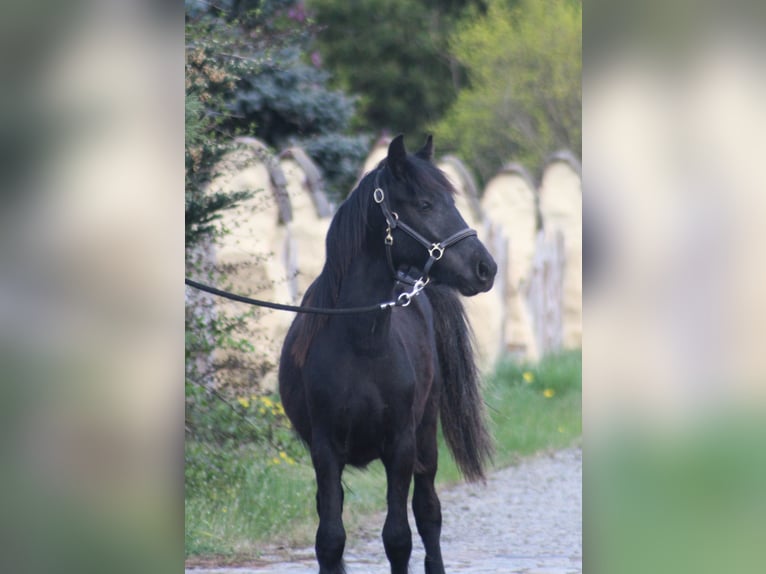 Fellpony Wallach 2 Jahre 137 cm Rappe in Santok