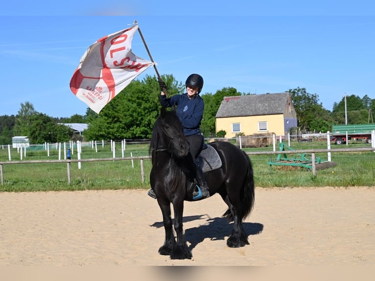 Fellpony Wallach 3 Jahre 138 cm Rappe in Santok