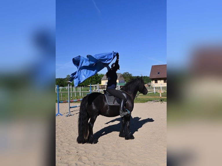 Fellpony Wallach 3 Jahre 138 cm Rappe in Santok