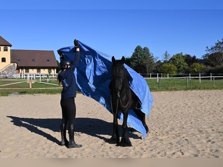Fellpony Wallach 3 Jahre 138 cm Rappe in Santok