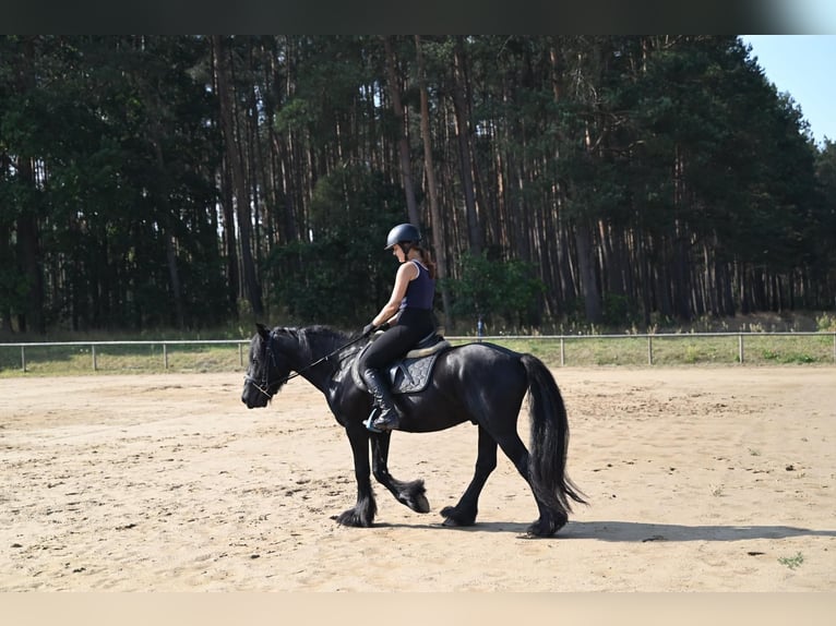 Fellpony Wallach 4 Jahre 145 cm Rappe in Santok