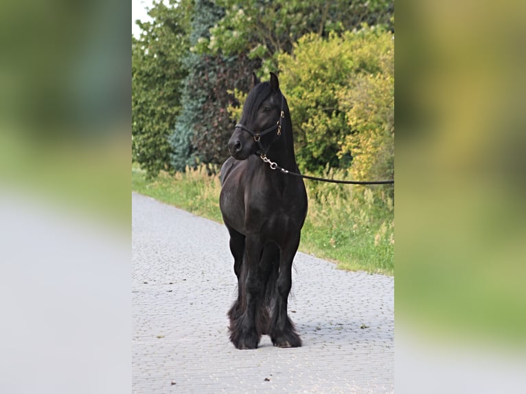 Fellpony Wallach 4 Jahre 145 cm Rappe in Santok