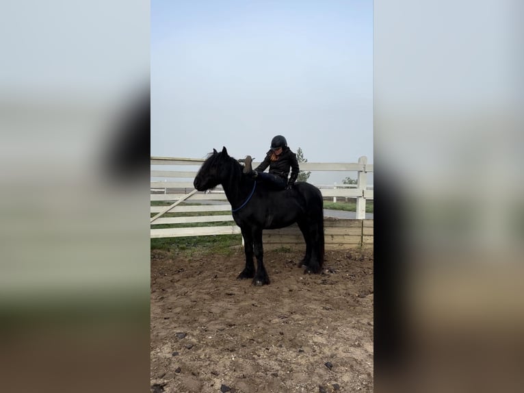 Fellpony Wallach 4 Jahre 145 cm Rappe in Santok