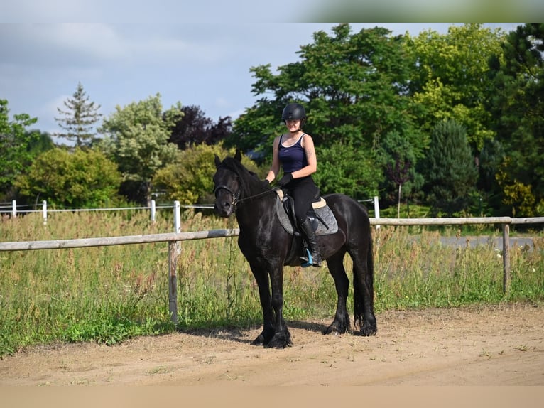 Fellpony Wallach 4 Jahre 145 cm Rappe in Santok