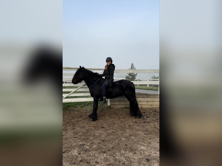 Fellpony Wallach 4 Jahre 145 cm Rappe in Santok