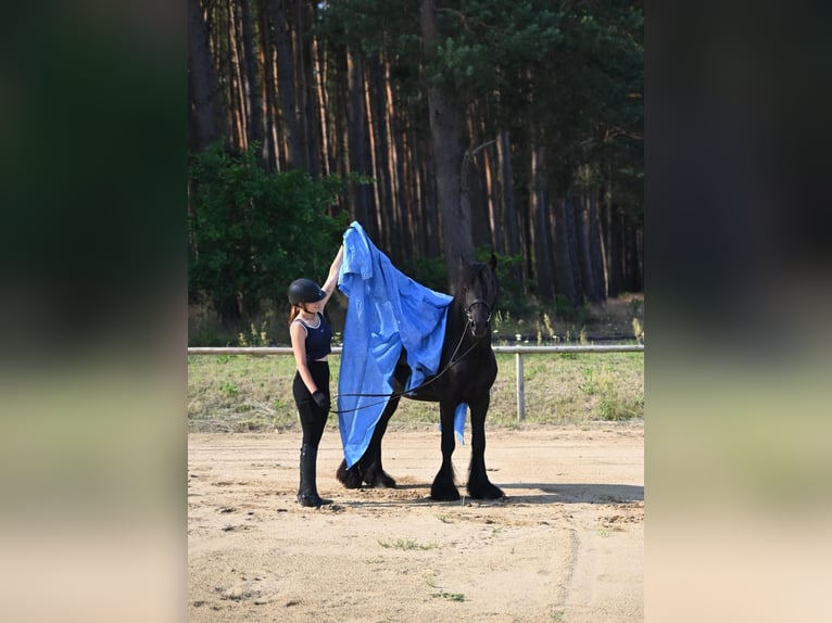 Fellpony Wallach 4 Jahre 145 cm Rappe in Santok