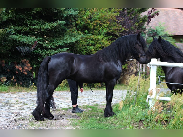 Fellpony Wallach 4 Jahre 145 cm Rappe in Santok