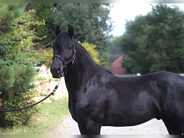 Fellpony Wallach 4 Jahre 145 cm Rappe in Santok