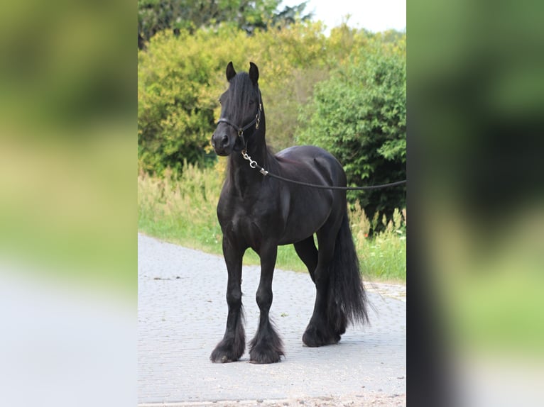 Fellpony Wallach 4 Jahre 145 cm Rappe in Santok