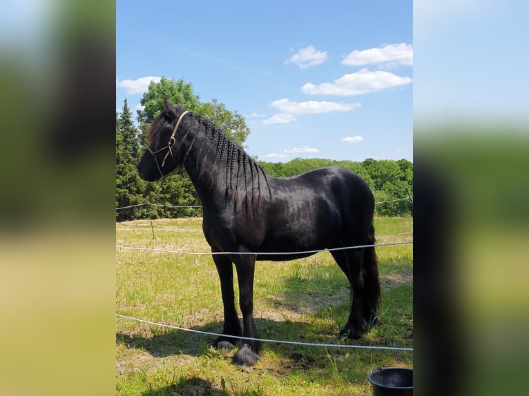 Fellpony Wallach 4 Jahre 145 cm Rappe in Maxen