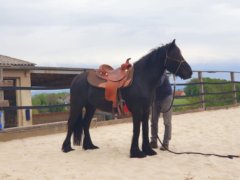 Fellpony Wallach 4 Jahre 145 cm Rappe in Maxen