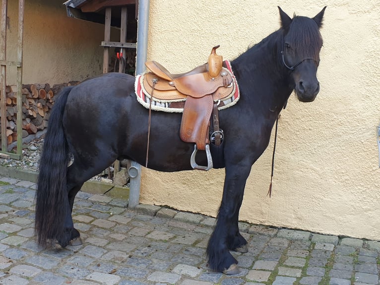 Fellpony Wallach 4 Jahre 145 cm Rappe in Maxen