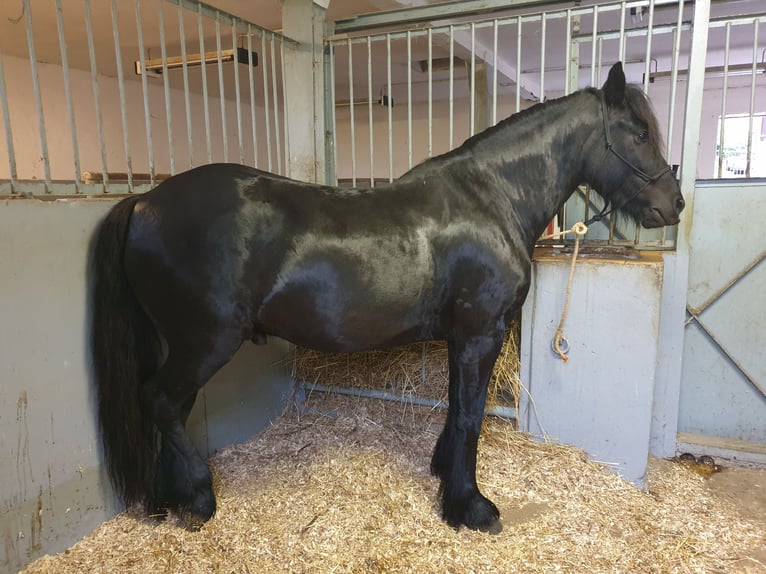 Fellpony Wallach 4 Jahre 145 cm Rappe in Maxen