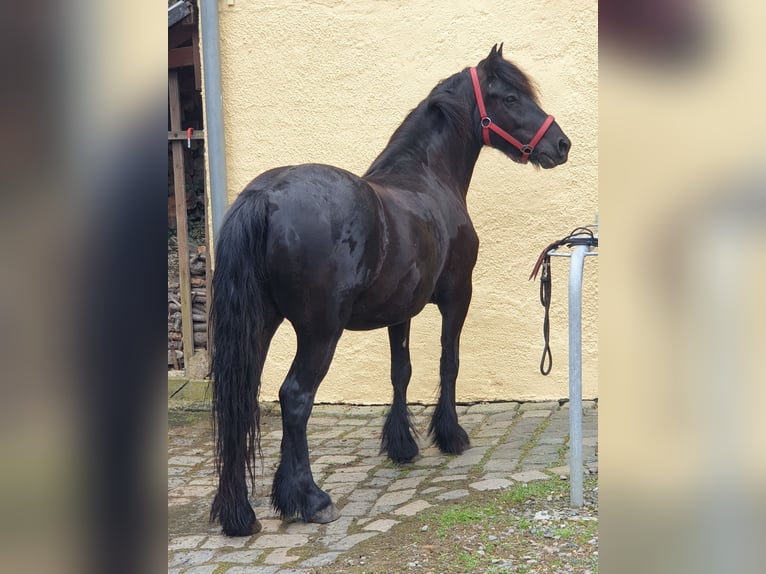 Fellpony Wallach 4 Jahre 145 cm Rappe in Maxen